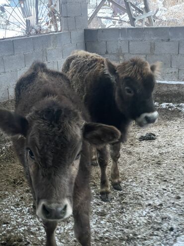 Коровы, быки: Продаю | Тёлка | На откорм, Для разведения, Для молока — 11