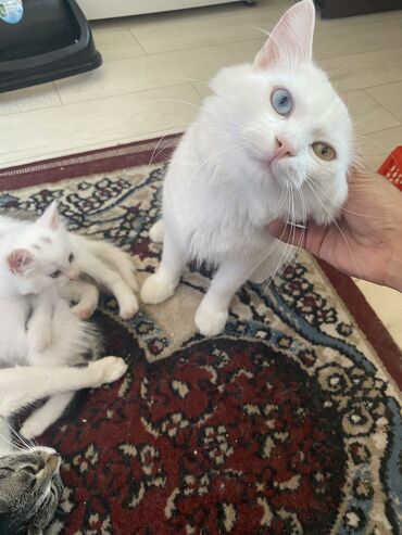 котята манчкин: Продаються котята, Белые малчики, черная девочка,порода турецкая