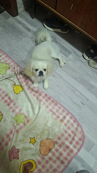kicik heyvanlar: Pekines, 1 il, Erkək, Sənədli — 1