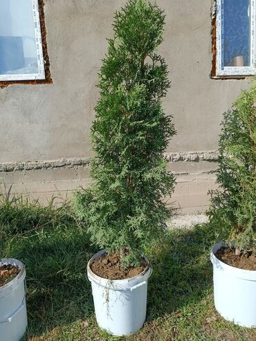 купить рассаду: Саженцы деревьев: Туи