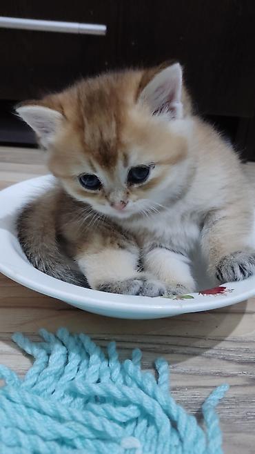 Pişiklər: Qızıl şinşilla, Erkək, Yaxşı əllərə, Ünvandan götürmə — 10