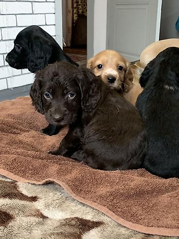 Продажа собак: Щенки русский охотничий спаниель - Порода: Русский охотничий — 7