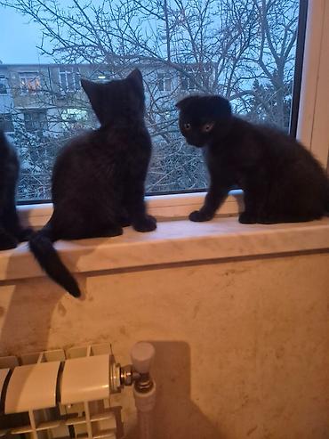 Pişiklər: Şotland yastı qulaq, Erkək, Dişi, Yaxşı əllərə, Ünvandan götürmə, Pulsuz çatdırılma, Ödənişli çatdırılma — 8