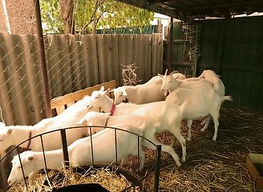 Козы, козлы: Продаю | Коза (самка), Козёл (самец), Козлёнок | Зааненская, Битал | Для разведения, Для молока | Племенные, Котные, Осеменитель — 1