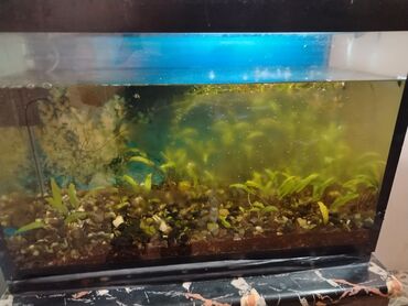 Akvarium aksessuar və ləvazimatları: Bu şüşə akvaryum balıqlar və su bitkiləri üçün uyğun yaşayış mühiti