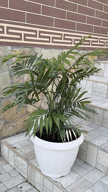 cha: Хамедорея (Chamaedorea elegans) в декоративном пластиковом кашпо - — 6