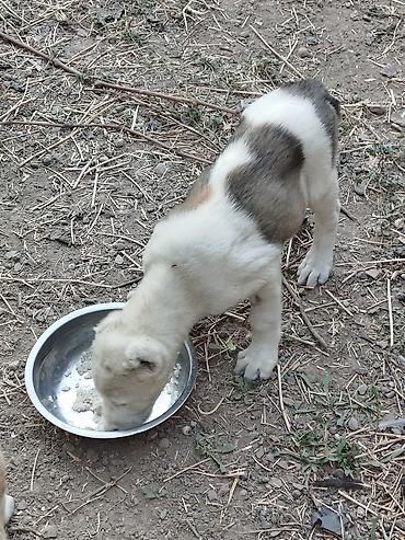 Продажа собак: Алабай, 2 месяца, Самка, С прививкой — 3