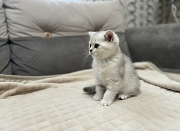 Pişiklər: Şinşilla, Dişi, Ünvandan götürmə -da lalafo.az — 1 Pişiklər: Şinşilla, Dişi, Ünvandan götürmə — 1