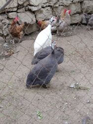 1 ayliq cuce satisi: Fireng Sebzi Toyuqu. 1 Erkey 2 disi. Bir aya Yumurtaya dusecekler