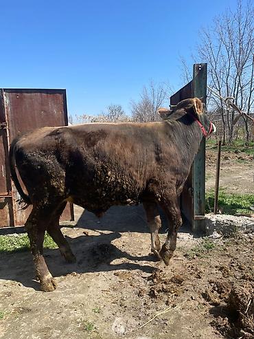 Коровы, быки: Продаю | Бык (самец) | На откорм | Племенные at lalafo.kg — 15 Коровы, быки: Продаю | Бык (самец) | На откорм | Племенные — 15