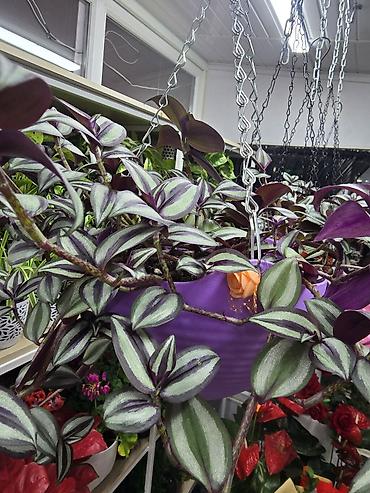 haktan pack: Традесканция зебрина (Tradescantia zebrina) в новом кашпо и готовом — 6