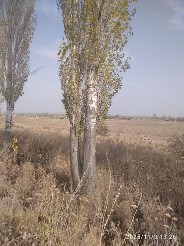 Тополь: Тополя для озеленения/живой изгороди - Порода: тополь (пирамидальный — 7