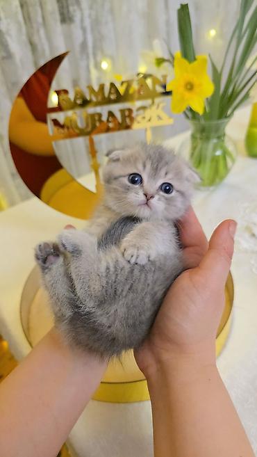 Pişiklər: Şotland — 13