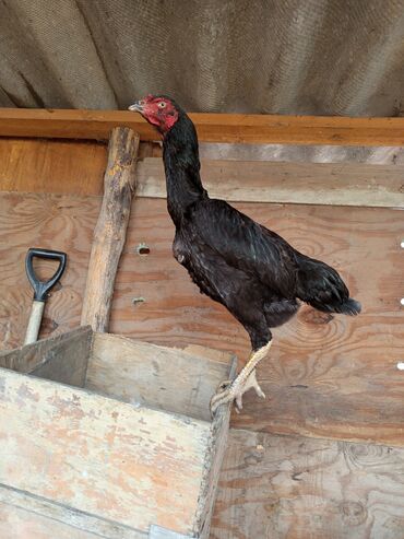 узи аппарат для животных: Продаю | Петух | Бойцовая | Для разведения