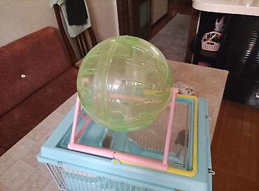 hamster: Akvarium balıqları ilə barter olunur.Uzunluğu 27,Eni 28, Hündürlüyü — 4
