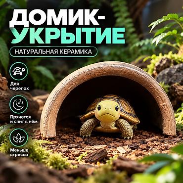 морской аквариум: 🐢 ТЕРРАРИУМ ДЛЯ ЧЕРЕПАХИ С ПОДОГРЕВОМ И ТЕРМОРЕГУЛЯТОРОМ Создайте — 2