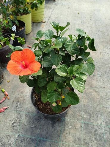 Ostale kućne biljke: Hibiskus vise boja po super ceni na lalafo.rs — 2 Ostale kućne biljke: Hibiskus vise boja po super ceni — 2