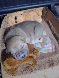 купить тибетский мастиф: 1 месяц, Самец, С прививкой