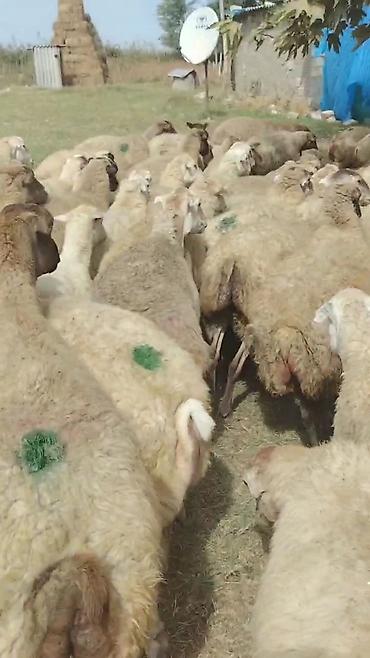 alman qurdu qiymeti: Dişi, il: 1, Damazlıq, Pulsuz çatdırılma — 5