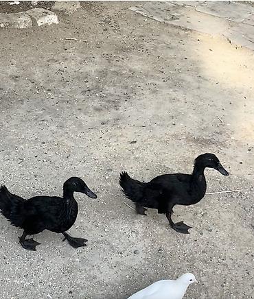 kend colpaları: Məhsul: Qara ördəklər (2 ədəd) Təsvir: - Tamamilə qara lələk örtüyü — 1