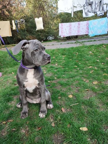 Другие животные: Продаем щенков кубинского питбультерьера, линейное разведение — 4