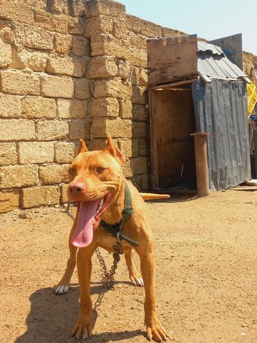 qapı iti: Pitbul, 2 il, Dişi
