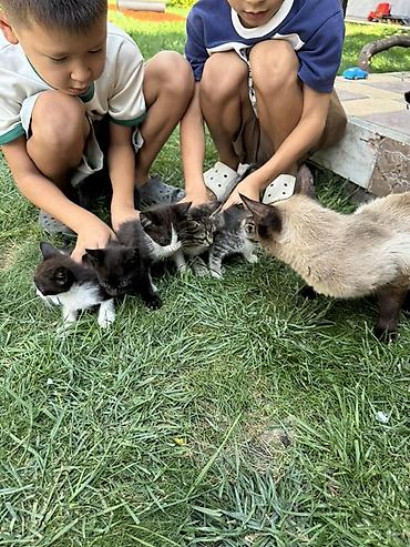 сиамский кот сколько стоит: Котята от домашней кошки Сиамской породы 

Отдам в хорошие руки — 2