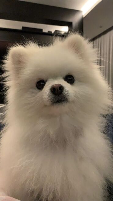 İtlər: Şpitz, 2 ay, Dişi — 1