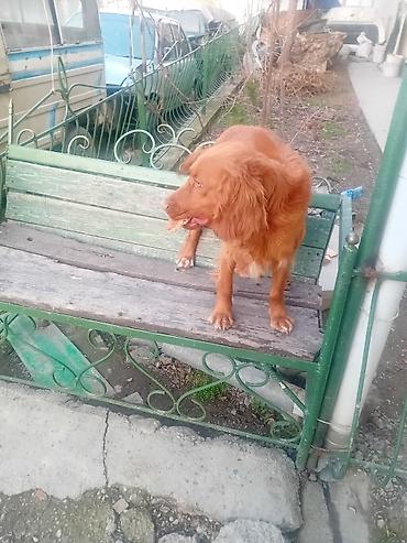 Продажа собак: Ирландски цеттр 1 год цено 200. $. кабел — 10