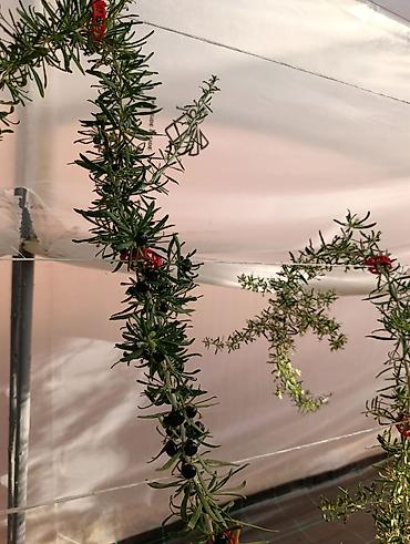 stilsko: Sveže ubrane bobice crne goji (Black Goji – Lycium ruthenicum) - — 4