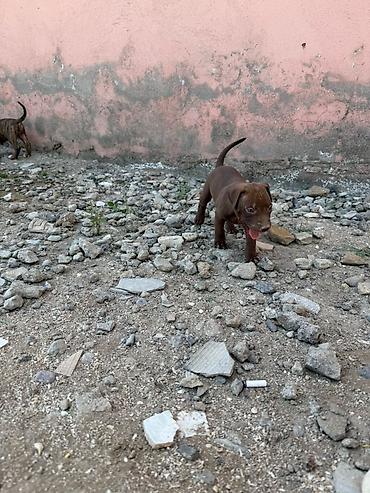 İtlər: Pitbul, 1 ay — 17