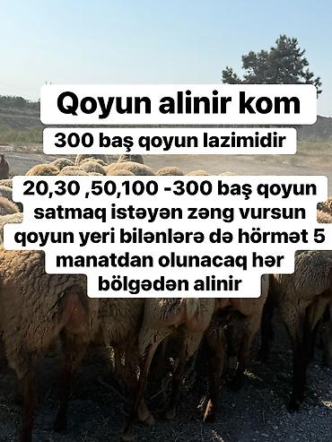 gəncə toyuq satan: Qoyunların topdan alışı - 300 baş qoyun tələb olunur - 20, 30, 50 — 2