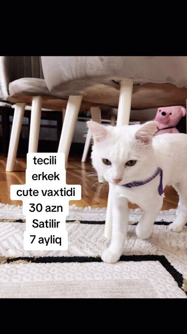 tüksüz pişik: Britan, Erkək, Yaxşı əllərə, Ödənişli çatdırılma