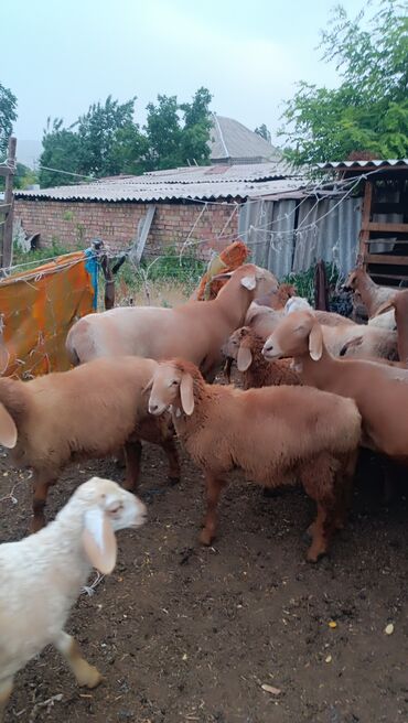 Баран, овца: Продаю | Овца (самка) — 8