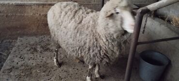 Продаю | Овца (самка) | Романовская | На забой, Для разведения, Для шерсти | Матка, Ярка