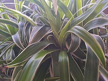 mini sanseverija: Dracena Marginata, Drvo Zivota sa prve slike je 800, Palma Shamadorea — 4