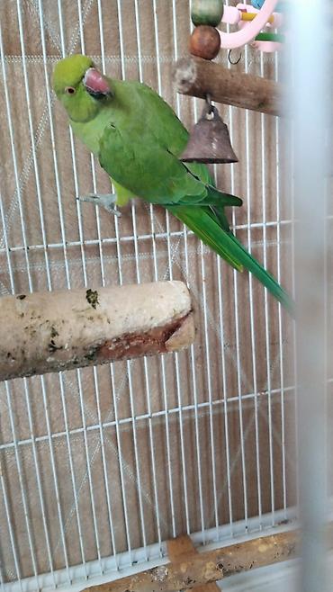 Животные: Qəfəslə erkəy 250 azn vatsap əlaqə Nimfa (Cockatiel) tutuquşu və qəfəs — 5