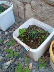 Süni güllər: Bu gülər satlır qiymətləri 1.2 manat yekə gülər 5 manat biri qalanı — 6