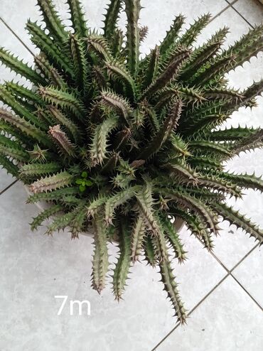 Otaq bitkiləri: Sukulənlər – müxtəlif növlər birbaşa qabda - Qab 1: Eyni qabda iki — 8