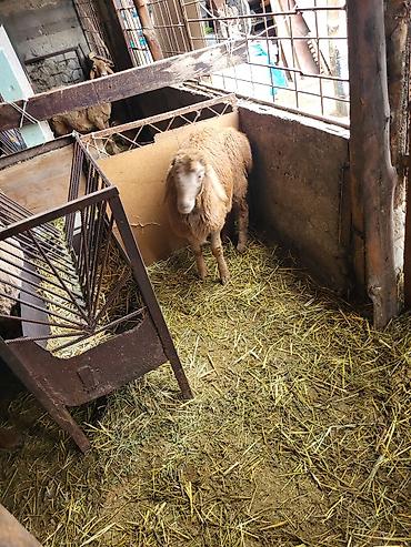 Баран, овца: Продаю | Баран (самец) | Гиссарская, Эдильбаевская, Арашан | Для разведения | Племенные, Осеменитель — 6