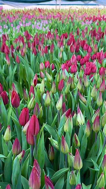 Букеты из живых цветов: Тюльпаны — предзаказ - Срезанные тюльпаны из теплицы, аккуратные at lalafo.kg — 22 Букеты из живых цветов: Тюльпаны — предзаказ - Срезанные тюльпаны из теплицы, аккуратные — 22