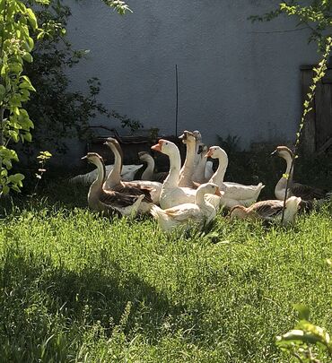 səbzi quşu: Qazlar satılır. yumurtuyurlar. 40 --- 50 m arası qiymətlər dəyişir