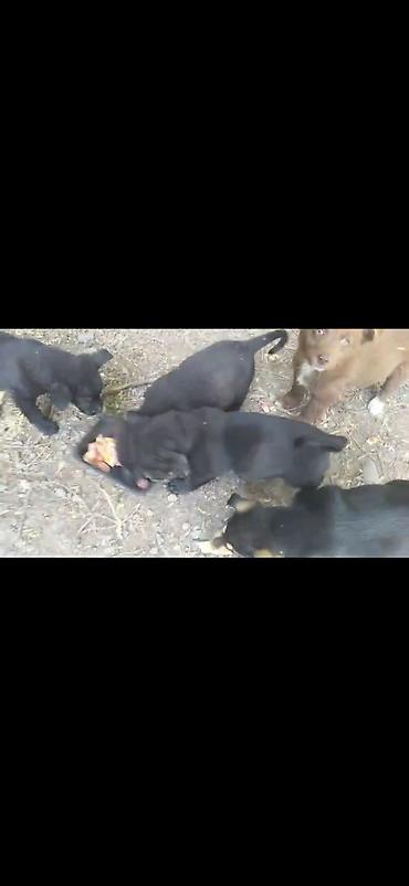 Иттер: Отдам в добрые руки Щенки дворняжки🐶 Ищем любящих хозяев для — 4