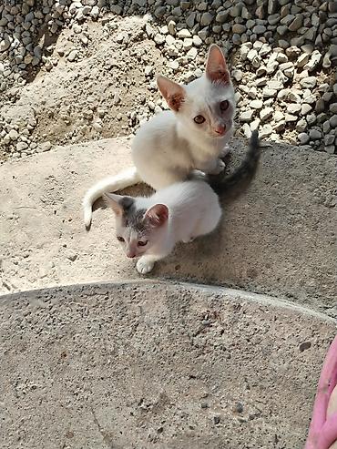 at şəkilləri: Yaxşı əllərə — 2