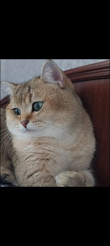 british cat: British Golden Chinchilla erkek piṣik cütləṣdirilir. Təmiz cins