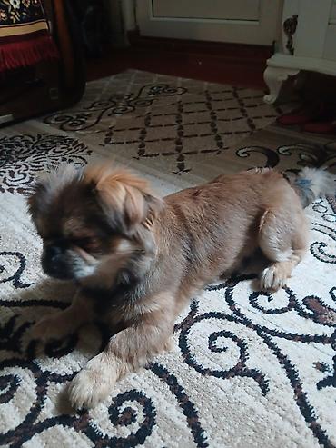 pekines haqqinda melumat: Pekines, 9 ay, Erkək, Peyvəndli, Ünvandan götürmə — 1
