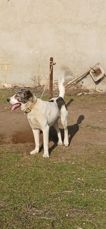 İtlər: Qurdbasar, 1 il, Erkek, Peyvəndli, Pulsuz çatdırılma — 4