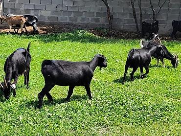 Козы, козлы: Продаю | Коза (самка), Козёл (самец), Козлёнок — 10