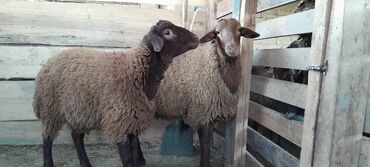 Qoyunlar, qoçlar: Togluların biri 8aylıq biri 6 aylıqdı damazlıga yararlıdır qiymetleri — 9