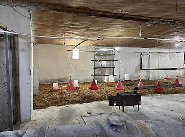 çobanlık işi: Quşçuluq fermasına ailə işçi tələb olunur. anlayışı olan bir — 1